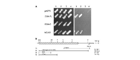 PUBL_2010Drosophila_Genetics_AI-01.jpg