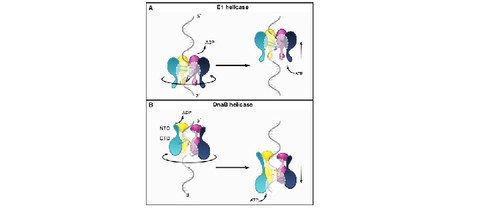 PUBL_2012AHelicase_Cell_AI