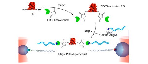 PUBL_2016_Efficient_BioconjugateChemistry_AI-01.jpg