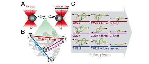 PUBL_2016_Knotting_PNAS_AI-01.jpg