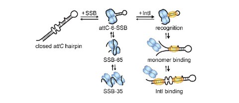 PUBL_2017_Dynamic_NAR-01.jpg