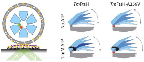 PUBL_2018_ATPase_JMB_AI