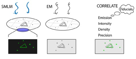 Fiducial markers