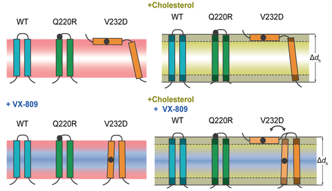 Impact of cholesterol