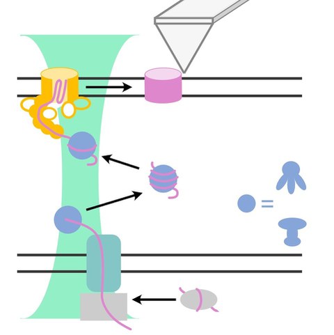 Single-molecule approach