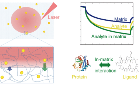 Four charts about the thermophoretic analysis of biomolecules