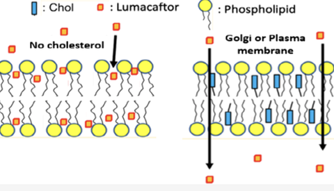 Scheme CFTR Modulators Membrane