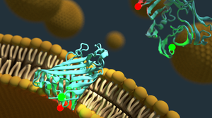 Fluorescently labeled OmpLA in vesicle