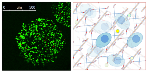 Biomaterials