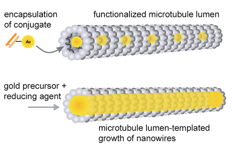 Schematische Darstellung der Methode zur Verkapselung von Goldnanopartikeln (konjugiert mit Antikörperfragmenten) im Mikrotubuli-Lumen und der Strategie für das Wachstum von leitenden Nanodrähten. 