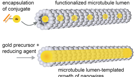 Schematische Darstellung der Methode zur Verkapselung von Goldnanopartikeln (konjugiert mit Antikörperfragmenten) im Mikrotubuli-Lumen und der Strategie für das Wachstum von leitenden Nanodrähten. 