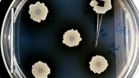 Five white flower-like bacterial colonies on a laboratory plate against a black background