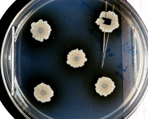 Fünf weiße blütenartige Bakterienkolonien auf einer Laborplatte vor schwarzem Hintergrund