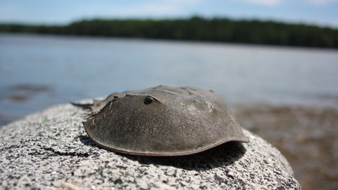 Ein Foto von außen. Ein Tier sitzt auf einem Stein vor dem See. Im Hintergrund sind Wälder zu sehen. Das Tier sieht aus wie eine Panzerschale mit einem Auge an einer Seite.