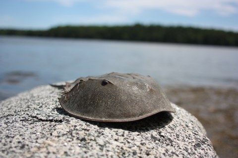 A photo from the outside. An animal sits on a stone in front of the lake. Woods are visible in the back. The animal looks like a shell with an eye on a side.
