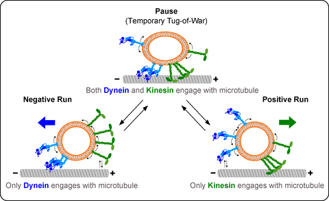 An illustration. There are three parts that explain the pause also known as temporary tug of war, the negative run, and the positive run of a cargo on microtubules. In all three images, an oval shape has blue and green noodles. Some of the noodles are connecting with a grey rod. In pause, both blue and green noodles are connected to the rod, the text says "both dynein and kinesin engage with microtubule". In th negative run, only the blue noodles are connected to the rod and the text says "only dynein engages with microtubules". In case of the positive run it's the opposite.