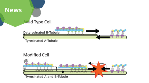 Ein schematisches Diagramm, das die Mikrotubuli-Strukturen und den molekularen Transport in einer "Wildtyp-Zelle" und einer "Modifizierten Zelle" vergleicht. Der obere Abschnitt zeigt eine Wildtyp-Zelle mit einem detyrosinierten B-Tubulus und einem tyrosinierten A-Tubulus, wobei der gerichtete molekulare Transport durch schwarze Pfeile dargestellt ist. Der untere Abschnitt zeigt eine modifizierte Zelle, in der sowohl der A- als auch der B-Tubulus tyrosiniert sind, was zu gestörtem Transport führt, dargestellt durch eine rote explosionartige Form. Gestrichelte Pfeile und Bewegungssymbole zeigen Veränderungen in der Bewegung an.