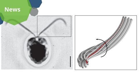 Das Bild ist in zwei Abschnitte unterteilt. Auf der linken Seite befindet sich eine schwarz-weiße mikroskopische Aufnahme, die eine runde, dunkle zentrale Form zeigt, aus der zwei dünne, längliche Strukturen herausragen. In der oberen rechten Ecke ist ein kleines Feld mit einer vergrößerten Ansicht einer dieser Strukturen zu sehen, die eine gebogene Form hat. In der unteren rechten Ecke des Fotos befindet sich eine schwarze Maßstabsleiste.  Auf der rechten Seite des Bildes ist eine detaillierte Illustration eines Bündels langer, röhrenförmiger Strukturen zu sehen, die in einer zylindrischen Form angeordnet sind. Einige dieser Röhren sind rot hervorgehoben. Das Bündel ist gebogen, und ein gebogener Pfeil ist darum gezeichnet, der eine Dreh- oder Rotationsbewegung andeutet. Die Röhren scheinen in einem sich wiederholenden Muster angeordnet zu sein.  In der oberen linken Ecke des Bildes befindet sich ein grünes und blaues Banner mit dem Wort „News“ in weißer Schrift. Das Banner hat ein geometrisches, achtseckiges Design.