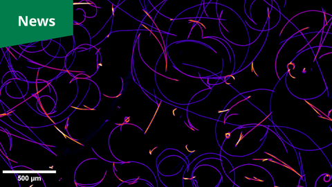 A microscopy picture. Thin violet and orange filaments create a complex pattern of overlapping circles and straight lines against a black background. While most threads are violet, shorter segments and curves glow with a bright orange-yellow intensity. A white scale bar in the bottom-left corner is marked "500 µm". A green rectangular banner with the white text "News" is positioned in the top-left corner.