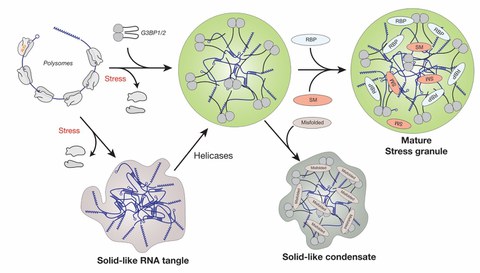 Project 1 - RNP granules in translation