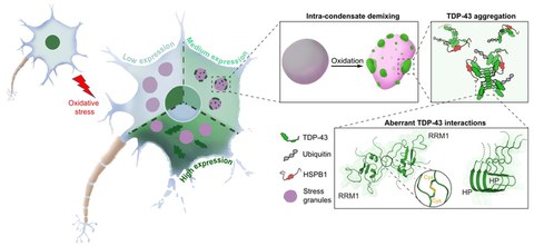 Project 4 - Aberrant condensates in disease