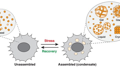 Alberti lab research focus - intracellular phase transitions