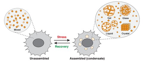 Alberti lab research focus - intracellular phase transitions