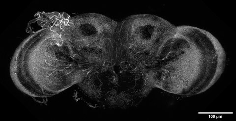 Fly adult brain