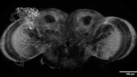 Fly adult brain