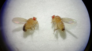 Drosophila