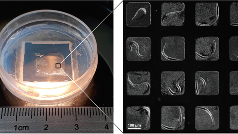 microchamber picure