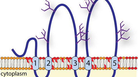 Schematic representation of Prominin-1 (CD133, PROM1)