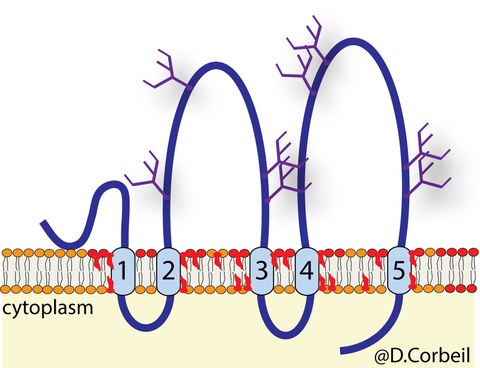Schematic representation of Prominin-1 (CD133, PROM1)