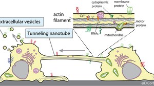 Stem and progenitor cells communicate with each other and their microenvironment either through the release of extracellular vesicles containing the Prominin-1 stem cell marker or through the exchange of this marker by the formation of tunneling nanotubes
