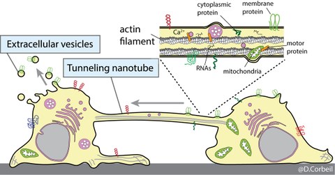 Stem and progenitor cells communicate with each other and their microenvironment either through the release of extracellular vesicles containing the Prominin-1 stem cell marker or through the exchange of this marker by the formation of tunneling nanotubes