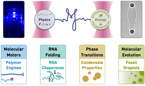 Our lab uses high-resolution dual-trap optical tweezers (top left) to measure and exert forces on single molecules and molecular collections. For example, we are stretching biomolecular condensate droplets to learn more about their material properties (top right). Currently, we study the physics of polymer engines and explore the biology of protein-RNA liquids from various angles (bottom). 