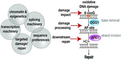 Layers of Regulation