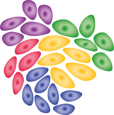 Somatic cell evolution