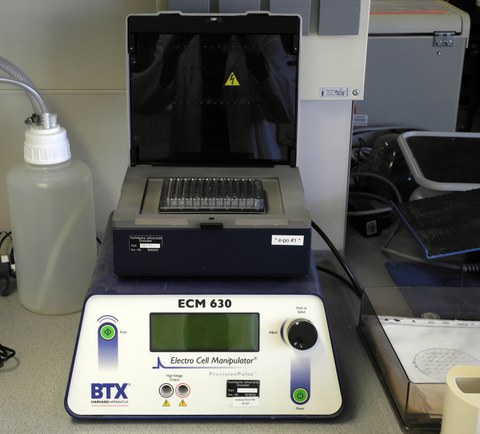 A device to parallel transform DNA into several cell batches with the help of an electrical field