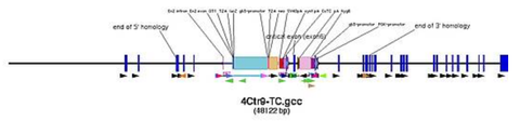 the DNA region around the critical exon with the inserted knock-out cassette