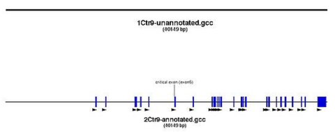 the DNA region of Ctr9 is depicted with a corresponding software, the exons and primers are depicted