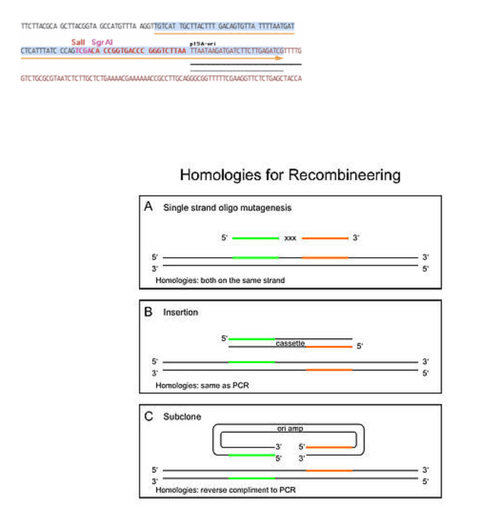depiction of the primers for the example gene Ctr9 and a depiction of homologies used in different scenarios of recombineering