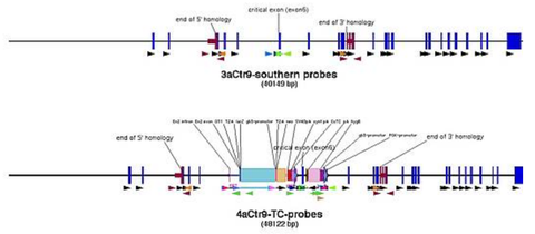 upper part: annotated DNA  around the gene of interest; lower part the same region with the inserted knock-out cassette and the chosen oligonucleotidese