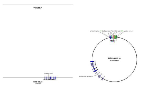 Picture of a DNA depiction software with a graphical output of the DNA sequence, and the constructed BAC vector