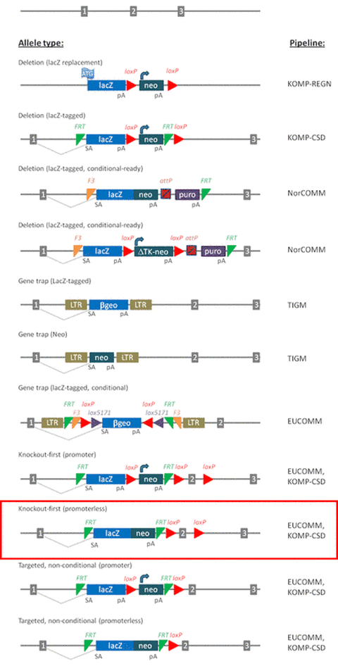 A graphical depiction of the different strategies and therefor DNA constructs to achieve gene targeting