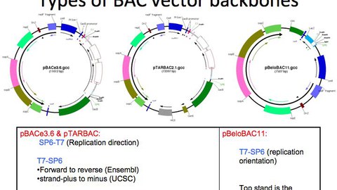 Graphical depiction of different types of Bacterial artificial chromosome vector backbones