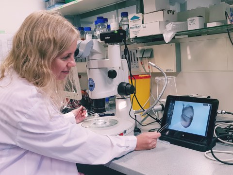 A woman sitting on a work bench in a lab and working with a stereomicroscope