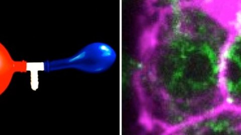 Links: Bild von zwei Ballons, die durch ein zentrales Rohr miteinander verbunden sind. Jede neue Luftzufuhr, die durch das weiße Rohr kommt, bläst den roten Ballon auf und nicht den blauen. Rechts: Konfokales Spinning-Disk-Bild von miteinander verbundenen C. elegans Keimzellen. Kortikales Aktin, das den Zellkortex zeigt, ist magentafarben markiert und Myosin, das die Keimzellenöffnungen abgrenzt, durch die beide Zellen zytoplasmatisches Material austauschen, ist in Grün markiert. 