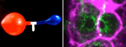 Links: Bild von zwei Ballons, die durch ein zentrales Rohr miteinander verbunden sind. Jede neue Luftzufuhr, die durch das weiße Rohr kommt, bläst den roten Ballon auf und nicht den blauen. Rechts: Konfokales Spinning-Disk-Bild von miteinander verbundenen C. elegans Keimzellen. Kortikales Aktin, das den Zellkortex zeigt, ist magentafarben markiert und Myosin, das die Keimzellenöffnungen abgrenzt, durch die beide Zellen zytoplasmatisches Material austauschen, ist in Grün markiert. 