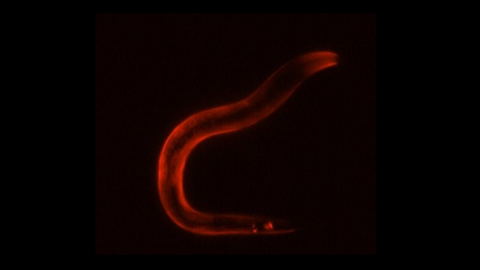 Flourescence microscopy image showing a red long curved shape on black background.